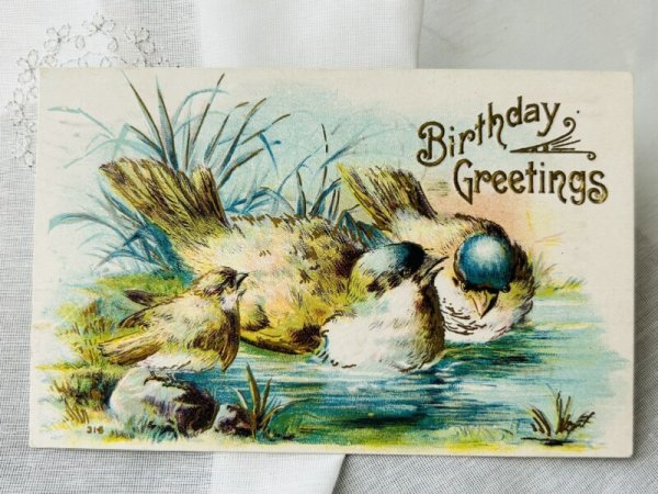 画像1: Postcard  　アンティークポストカード　水浴びをする小鳥たち　1909年 (1)