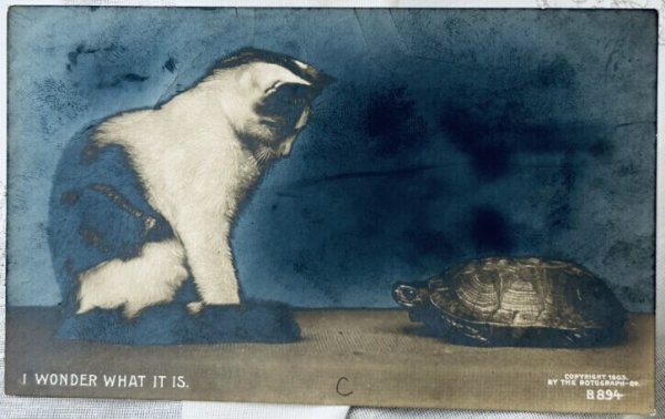 画像1: Postcard　アンティークポストカード　写真　亀と猫　イギリス (1)