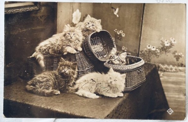 画像1: Postcard　アンティークポストカード　写真　5匹の子猫たち　 (1)