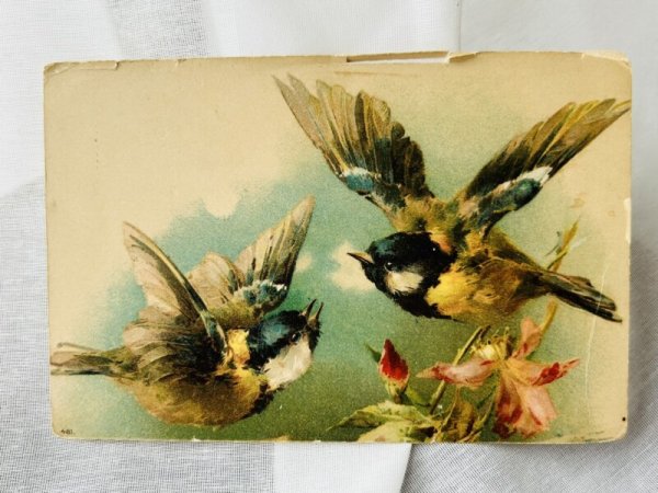 画像1: ▼SALE 500▼　Postcard　アンティークポストカード　小鳥　アオガラ (1)