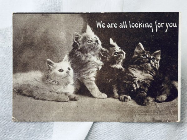 画像1: Postcard　アンティークポストカード　4匹の子猫　 (1)