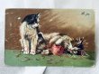 画像1: Postcard　アンティークポストカード　毛糸で遊び疲れた猫たち　Maurice Boulanger　1904年 (1)