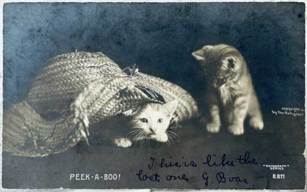 画像1: Postcard　アンティークポストカード　写真　麦わら帽子で遊ぶ子猫　アメリカ1906年 (1)