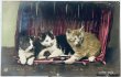 画像1: Postcard　アンティークポストカード　写真　3匹の子猫　アメリカ1907年 (1)