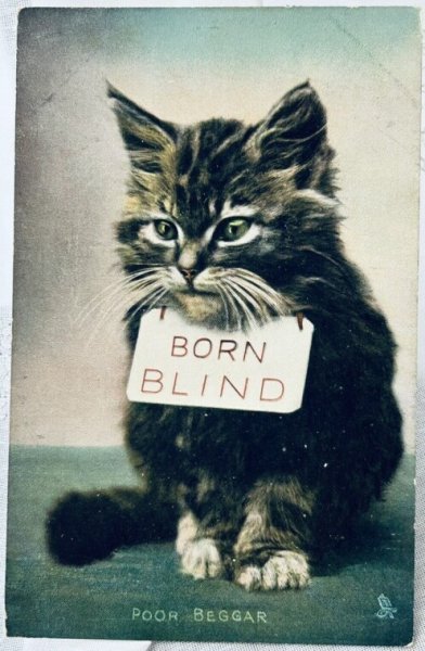 画像1: Postcard　アンティークポストカード　写真　物乞いをする猫　イギリス1906年 (1)