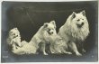画像1: Postcard  　アンティークポストカード　写真　スピッツ犬　イギリス (1)