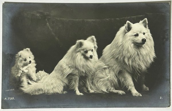 画像1: Postcard  　アンティークポストカード　写真　スピッツ犬　イギリス (1)