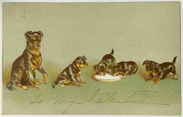 画像1: Postcard  　アンティークポストカード　ミルクを飲む子犬たち　Helena Maguire 1909年 (1)