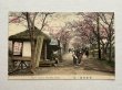 画像1: 手彩色絵葉書　東京　向島ノ桜　茶屋（明治　大正　戦前　未使用） (1)