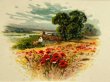 画像8: Postcard  アンティークポストカード　スミレのお花と田舎の風景　ポピー　ブックレット　仕掛け　（未使用） (8)