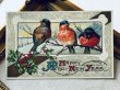 画像2: Postcard　アンティークポストカード　新年祝い　New Year　3羽の小鳥　ロビン (2)