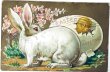 画像1: Postcard　アンティークポストカード　イースター 　白ウサギと生まれたてのヒヨコ (1)