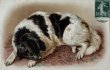画像1: Postcard　アンティークポストカード　大きな犬　ニューファンドランド犬　Dorothy Travers Pope　フランス1908年 (1)