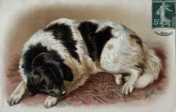 画像1: Postcard　アンティークポストカード　大きな犬　ニューファンドランド犬　Dorothy Travers Pope　フランス1908年 (1)