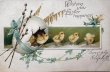 画像1: Postcard　アンティークポストカード　イースター 　卵から出てきたヒヨコ　忘れな草　Ellen Clapsaddle (1)