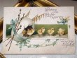画像2: Postcard　アンティークポストカード　イースター 　卵から出てきたヒヨコ　忘れな草　Ellen Clapsaddle (2)