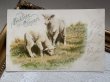 画像2: Postcard 　アンティークポストカード   イースター　牧場の羊　1903年　ドイツ (2)