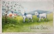 画像1: Postcard 　アンティークポストカード   イースター　牧場の羊と白いお花　スイス1930年代 (1)