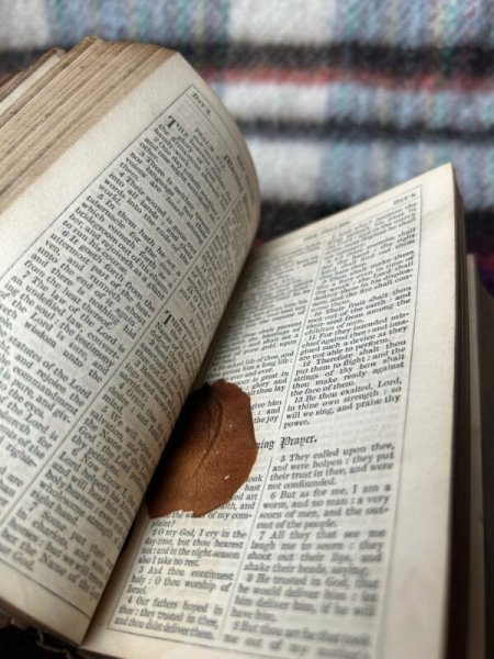 押し花の花びらが入っているページが２、３ページほどあります。