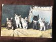 画像2: Postcard　5匹の子猫　イギリス1908年 (2)