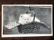 画像2: Postcard　バスケットの猫　イギリス1906年　写真 (2)