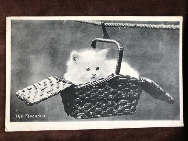 画像2: Postcard バスケットの猫 イギリス1906年 写真 (2)