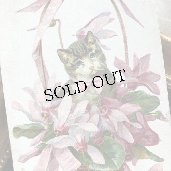 画像1: Postcard　シクラメンのお花と猫 イギリス1908年 (1)