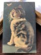 画像2: Postcard　蝶々を見つめる猫　ドイツ1916年 (2)