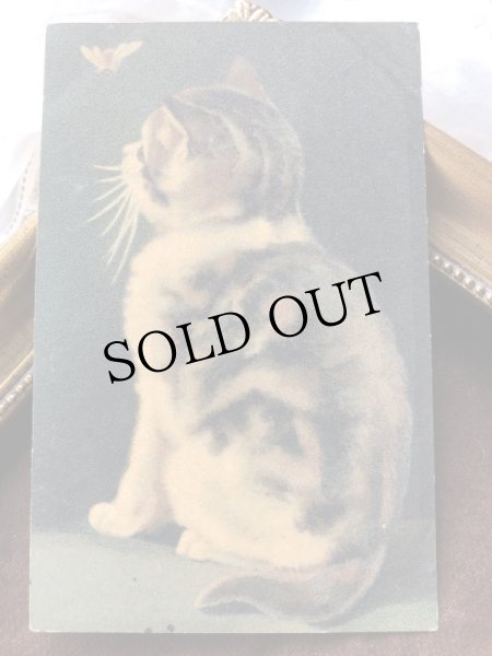 画像2: Postcard 蝶々を見つめる猫 ドイツ1916年 (2)