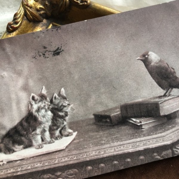 画像1: Postcard　2匹の子猫とカラス　イギリス1903年 (1)