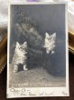 画像2: Postcard　ブーツと猫　Puss in Boots　長靴をはいた猫　イギリス1903年 (2)