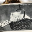 画像1: Postcard　バスケットの猫　イギリス1906年　写真 (1)