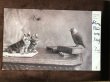 画像2: Postcard　2匹の子猫とカラス　イギリス1903年 (2)