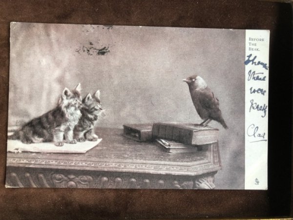 画像2: Postcard 2匹の子猫とカラス イギリス1903年 (2)