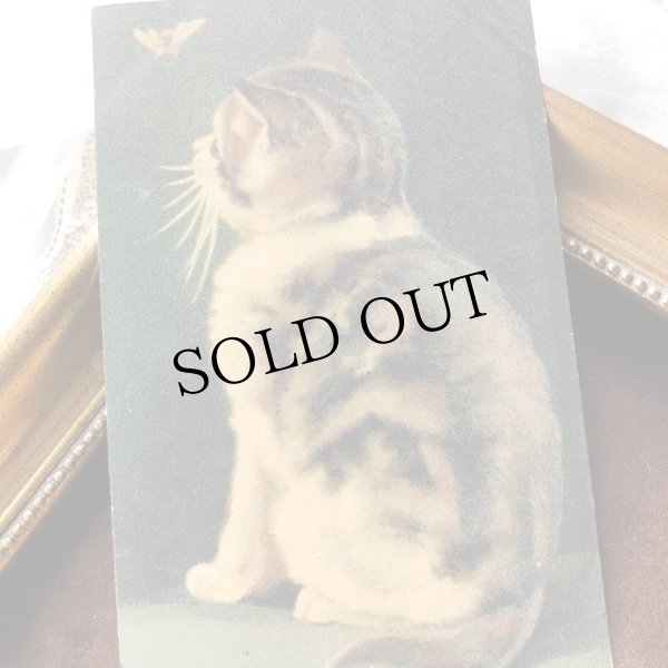 画像1: Postcard 蝶々を見つめる猫 ドイツ1916年 (1)