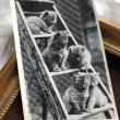 画像1: ▼SALE 500▼　Postcard  梯子の上の5匹の子猫たち　 (1)