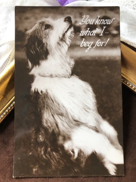 画像2: Postcard 芸をするテリア犬  (2)