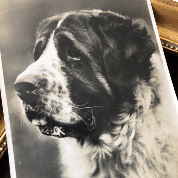画像1: Postcard　セントバーナード犬　写真 (1)