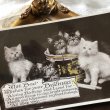 画像1: Postcard　5匹の子猫たち　 (1)