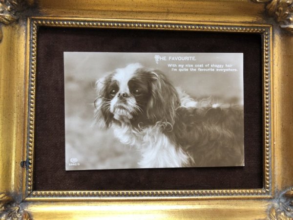 画像2: Postcard キングチャールズスパニエル犬 キャバリア 写真 イギリス1912年 (2)
