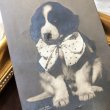 画像1: Postcard　リボンをした子犬　写真　アメリカ1907年 (1)