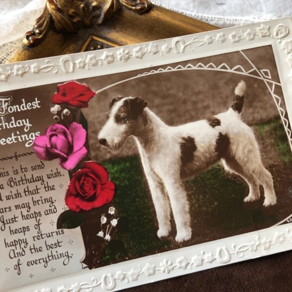 画像1: Postcard　ワイヤーフォックステリア犬と薔薇のお花　写真　イギリス1936年 (1)