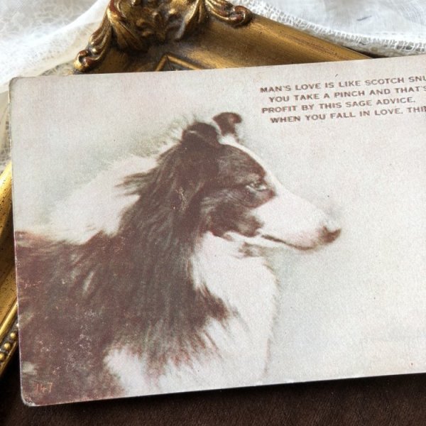 画像1: ▼SALE 500▼　Postcard  コリー犬 (1)