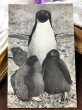 画像2: ▼SALE 500▼　Postcard  ペンギンの親子 (2)