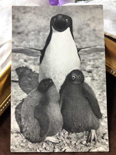 画像2: ▼SALE 500▼ Postcard  ペンギンの親子 (2)