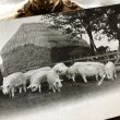 画像1: Postcard　豚牧場　イギリス1905年 (1)