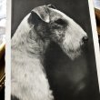 画像1: Postcard　ワイヤーフォックステリア犬　写真　オランダ1939年 (1)