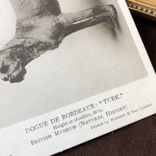 画像3: Postcard ボルドー・マスティフ犬 TURK(未使用) (3)