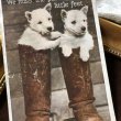 画像1: Postcard　ブーツの中のウェスティ犬の子犬　イギリス1934年 (1)