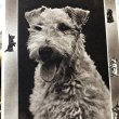 画像1: Postcard　ワイヤーフォックステリア犬　イギリス　（未使用） (1)